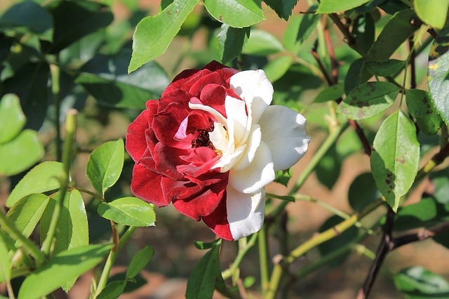 Magic of the rose spell